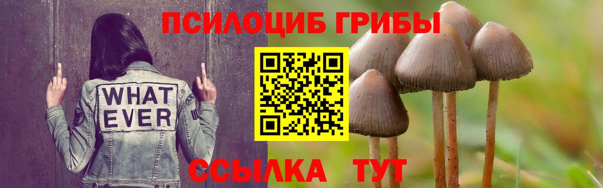 Псилоцибиновые грибы GOLDEN TEACHER  Вход с VPN  Кингисепп  Галлюциногенные грибы Psilocybe 